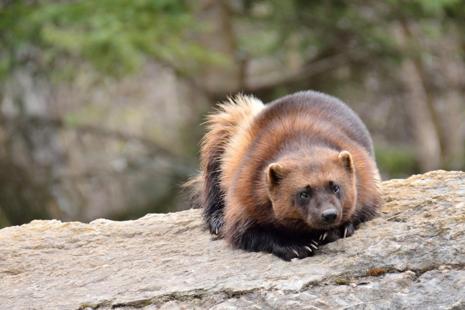 Росомаха 2.jpg