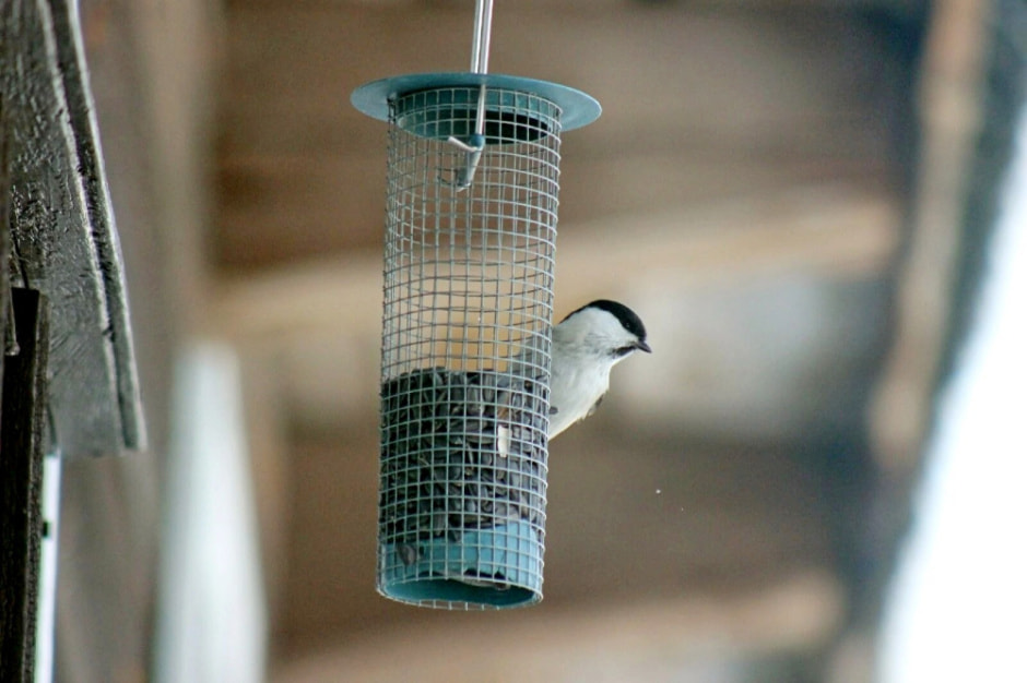 Подкармливаем птиц зимой 4.jpg