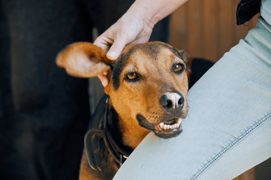 Закон о животных 1.png