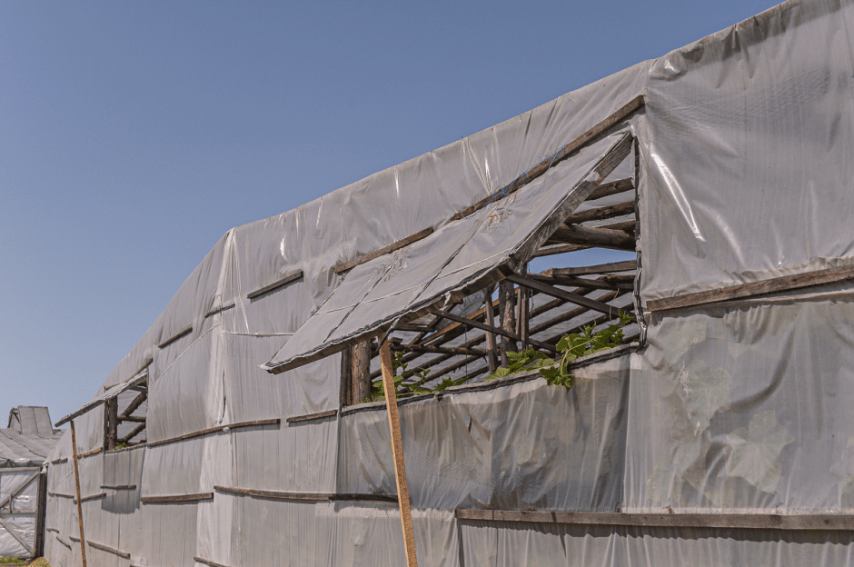 Две семьи выращивают огурцы и клубнику 7.png