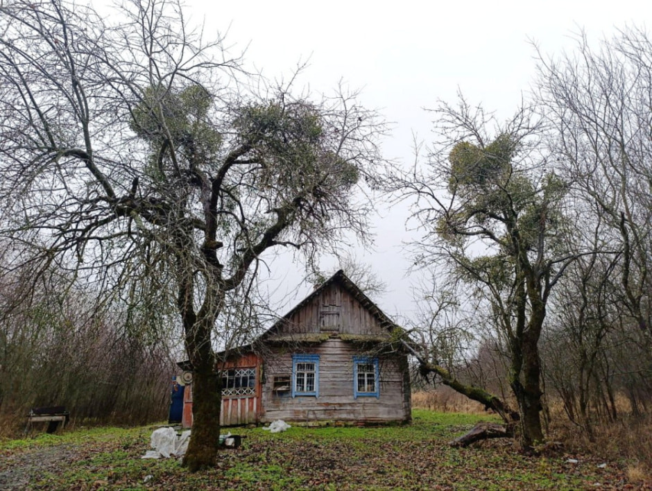 Как бортник спасает на Полесье черных пчел 7.jpg