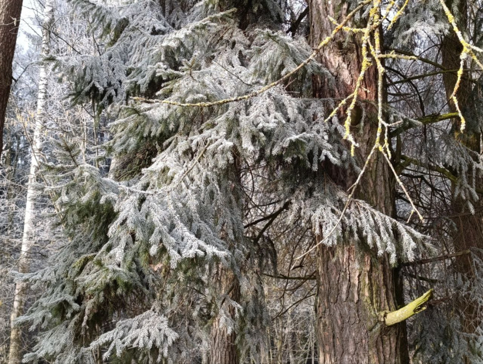 зима погода лес снег.jpg