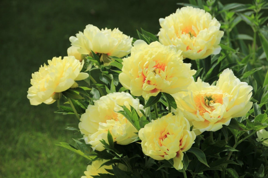 пионы1.jpg