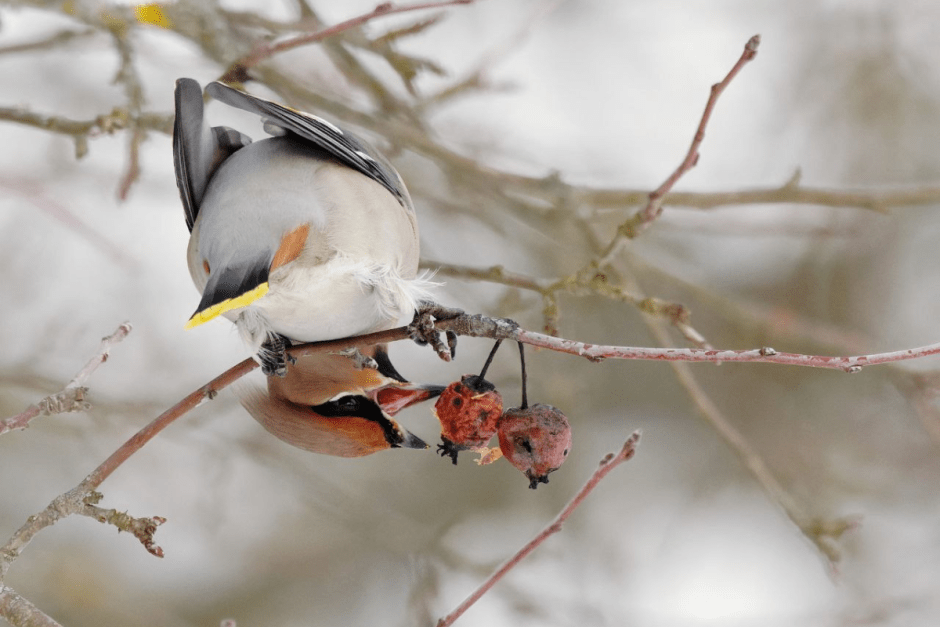 Свиристель 5.png