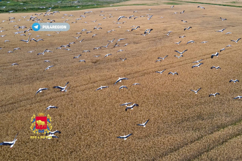 Аисты под гродно 6.jpg