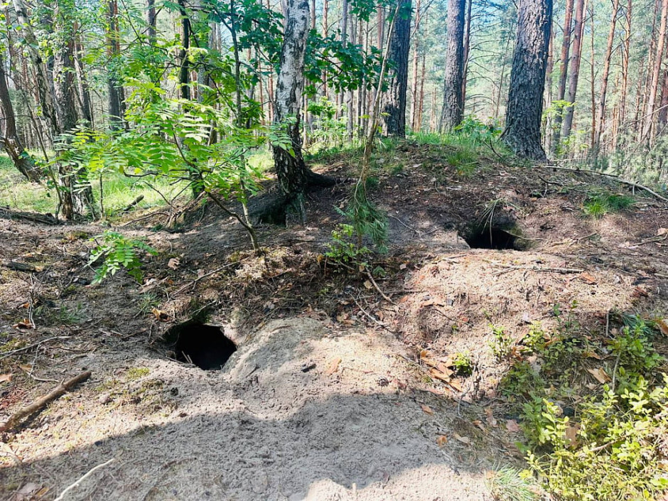 Барсук европейский места обитания2.jpg Барсук европейский места обитания2.jpg