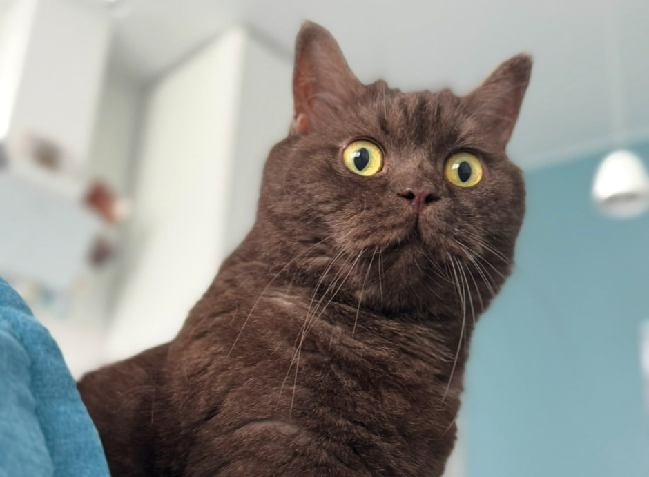 Британский кот