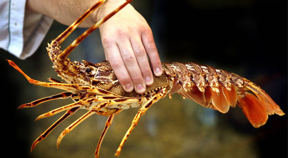 лобстер.jpg лобстер.jpg