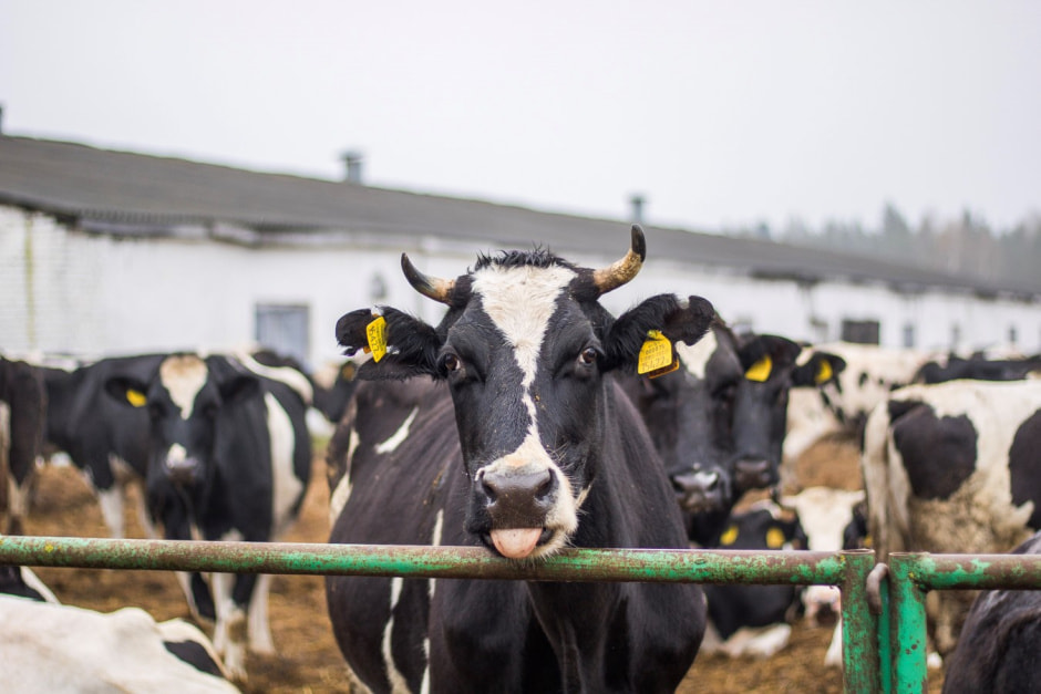 Агроусадьба Букашкин дом 2.jpg