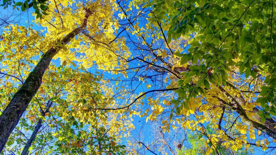 ранняя осень солнце