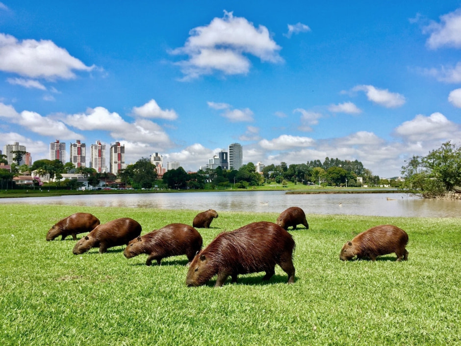 Капибары в Парке животных 7.jpg
