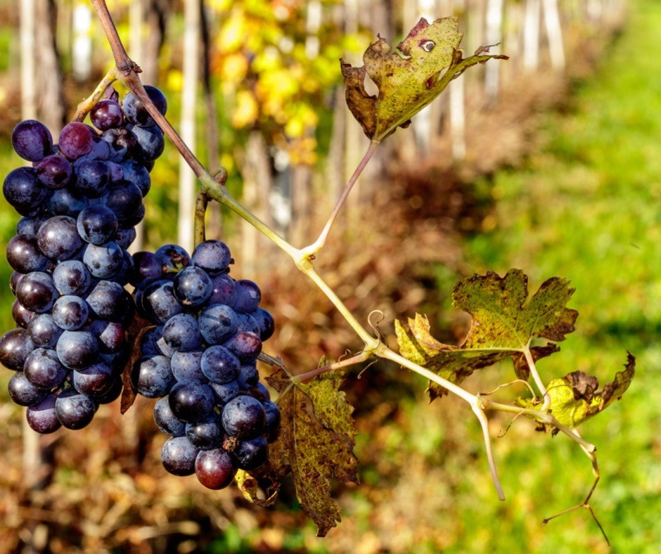 Ошибки виноделов 4.jpg