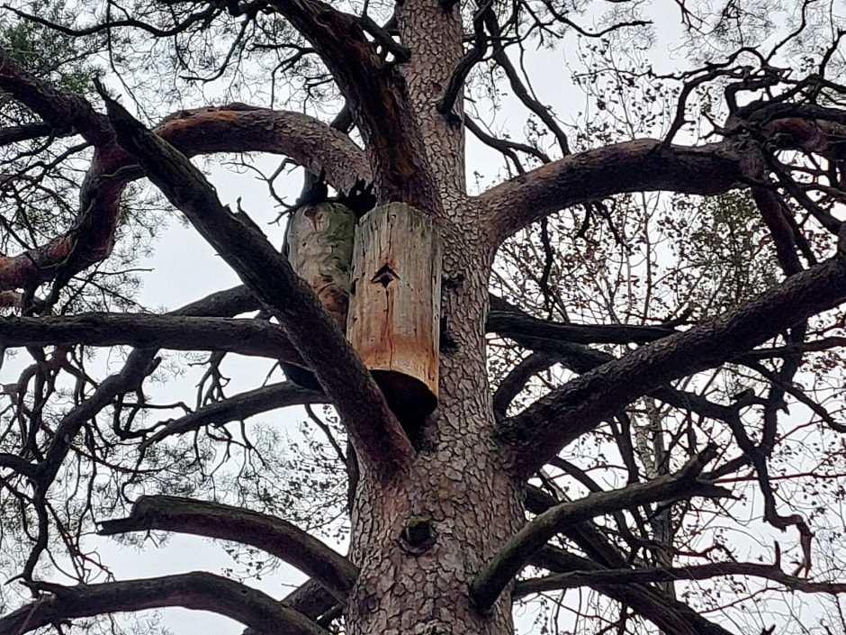 Мать барсуков 8-1.jpg