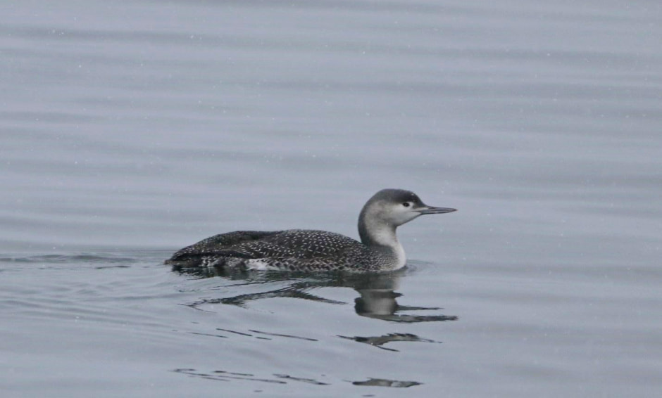 Водоплавающие птицы 12.jpg