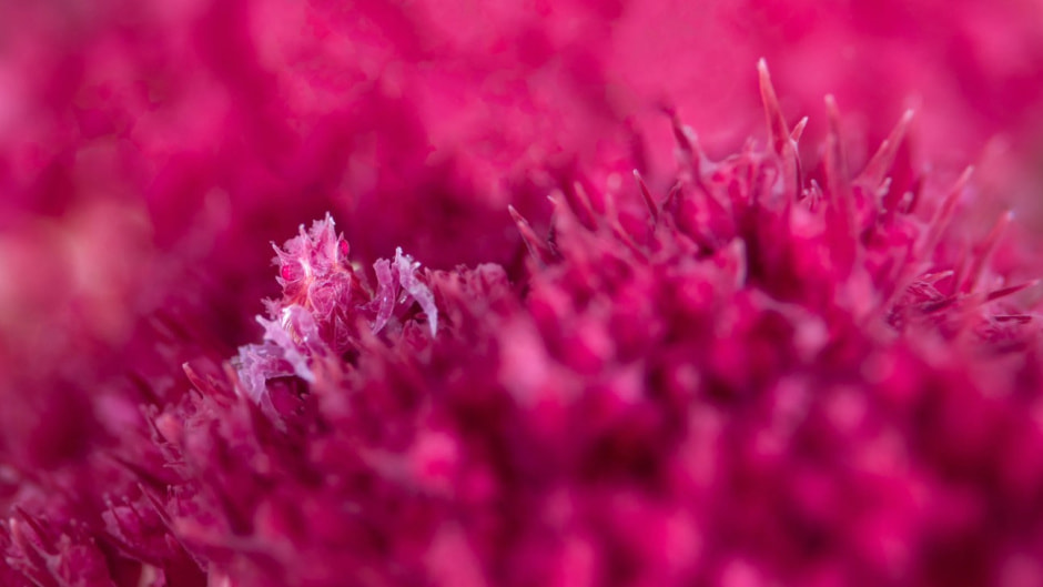 в розовом.jpg