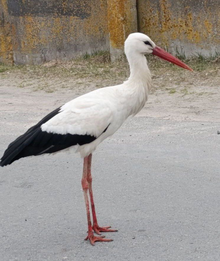 аисты2.jpg аисты2.jpg