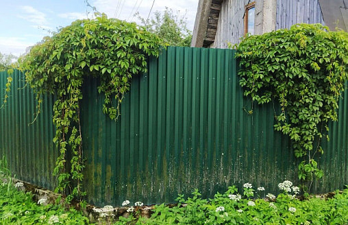 Какой высоты забор допустим на загородном участке? Адвокат объяснила белорусам