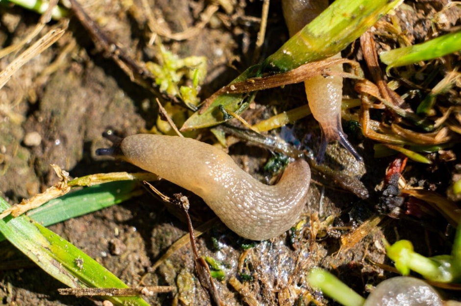 Вредители на участке