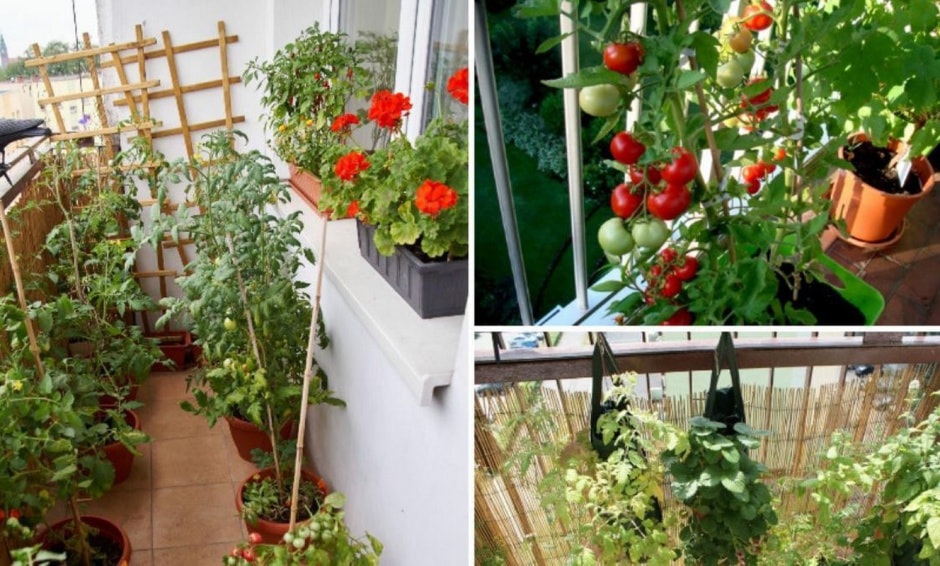 Огород на балконе 1.jpg