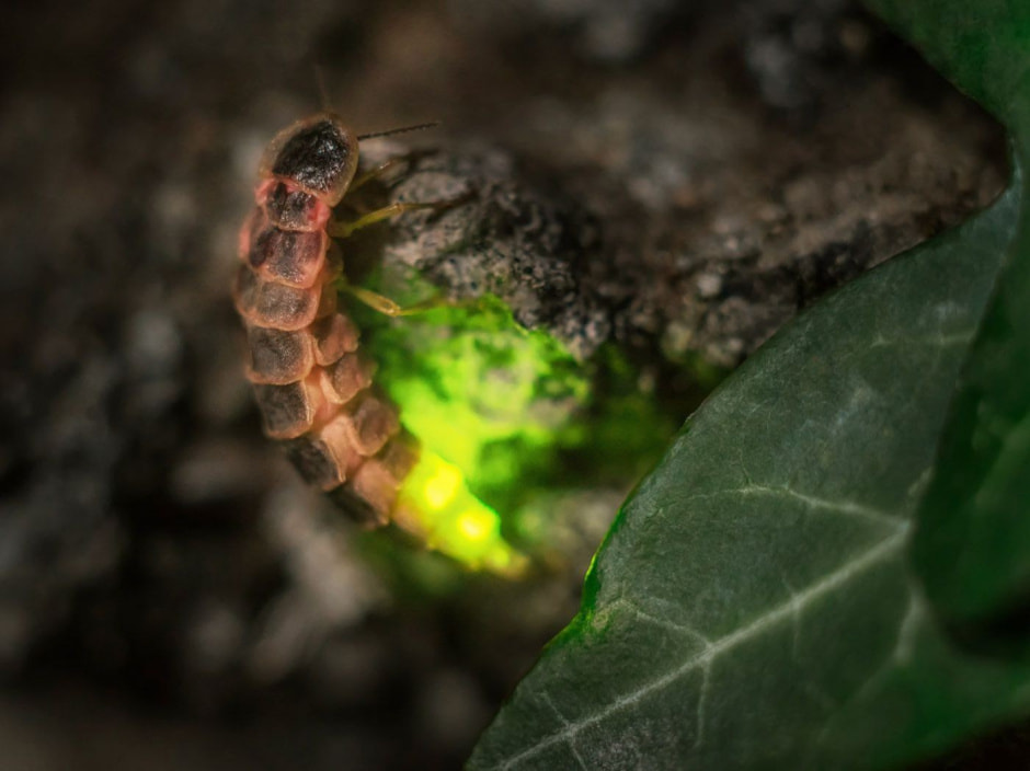 5-Личинка Lampyris noctiluca.jpg