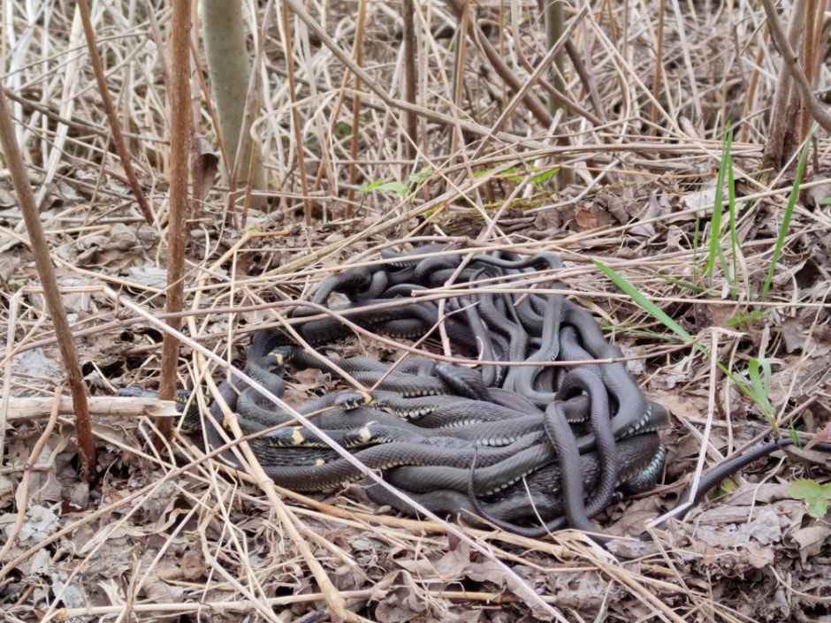 Белорусские змеи 10.jpg