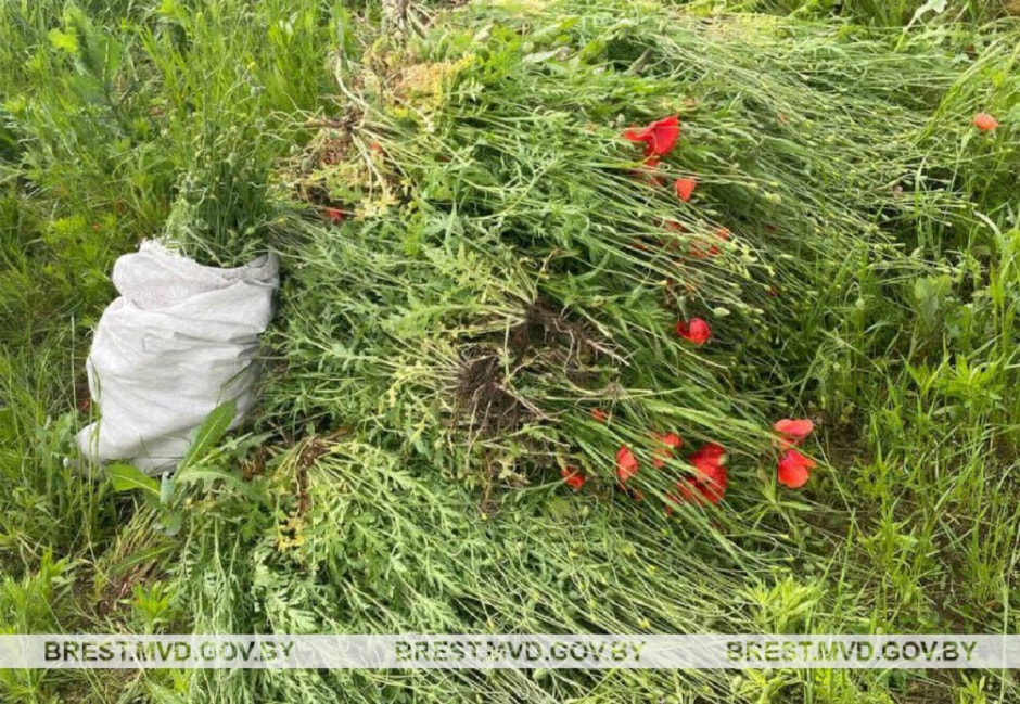 Маковое поле, Брестская область.jpg