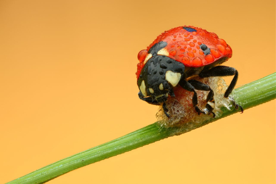 Макрофото насекомых 7.png