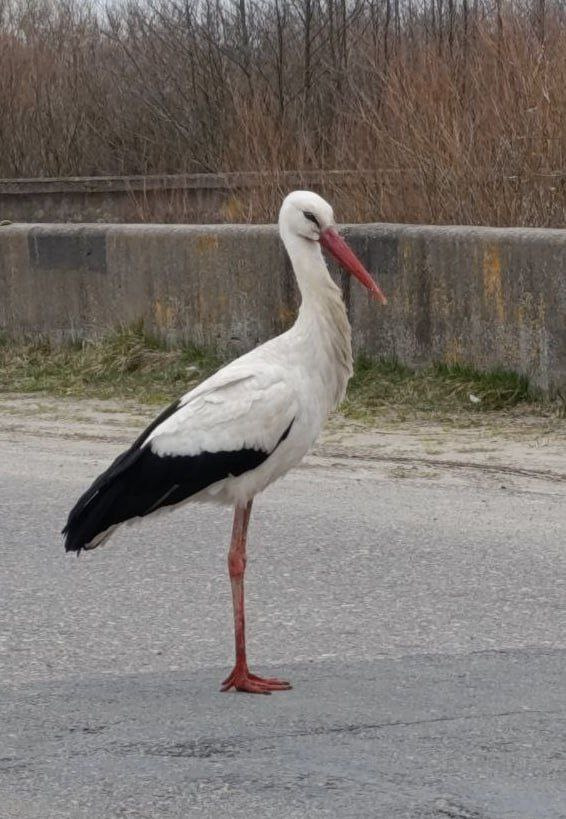 аисты3.jpg аисты3.jpg