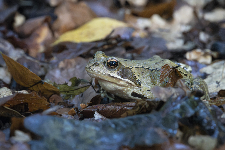 Травяная лягушка 
