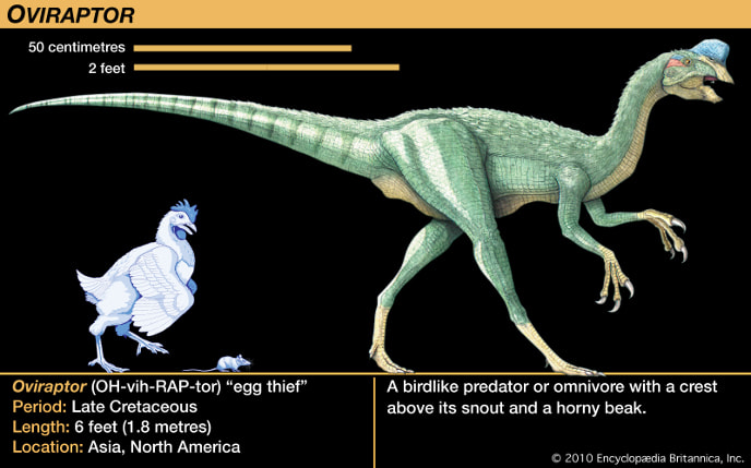 oviraptor-razmer-m.jpg oviraptor-razmer-m.jpg