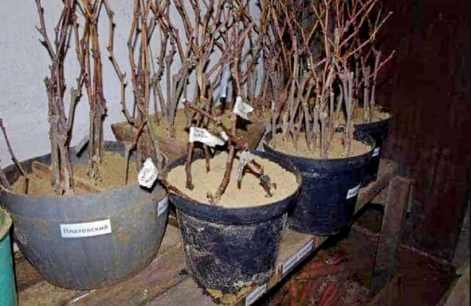 Сохраняем саженцы зимой 2.jpg