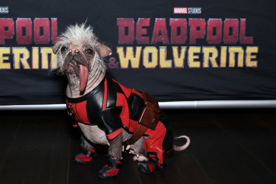 Уродливая собачка.jpg Уродливая собачка.jpg