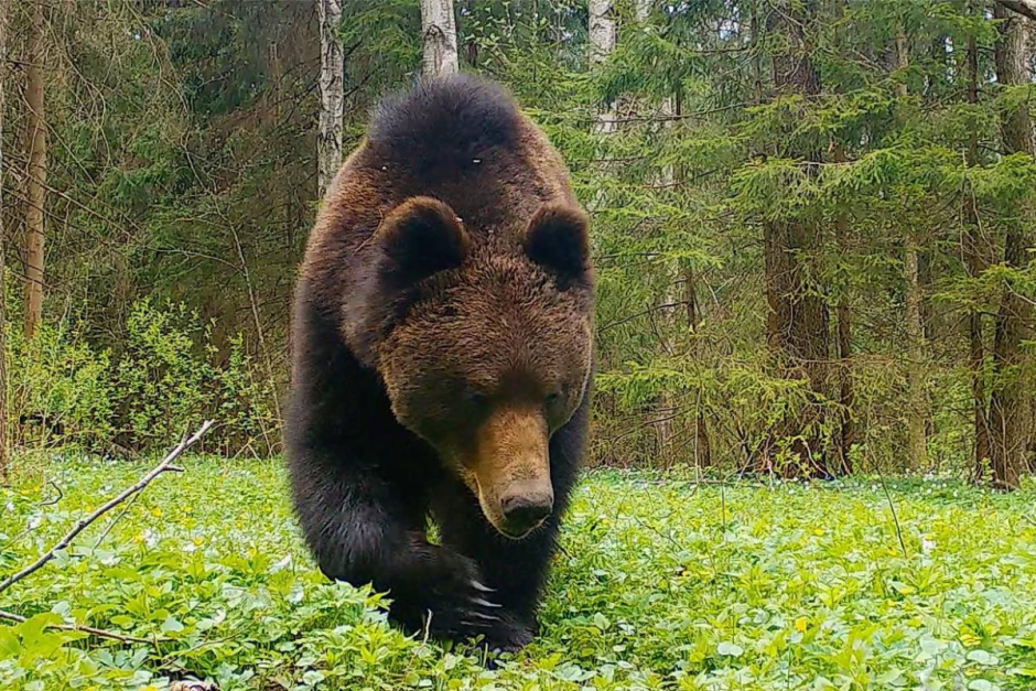 Медведи под контролем 5.png
