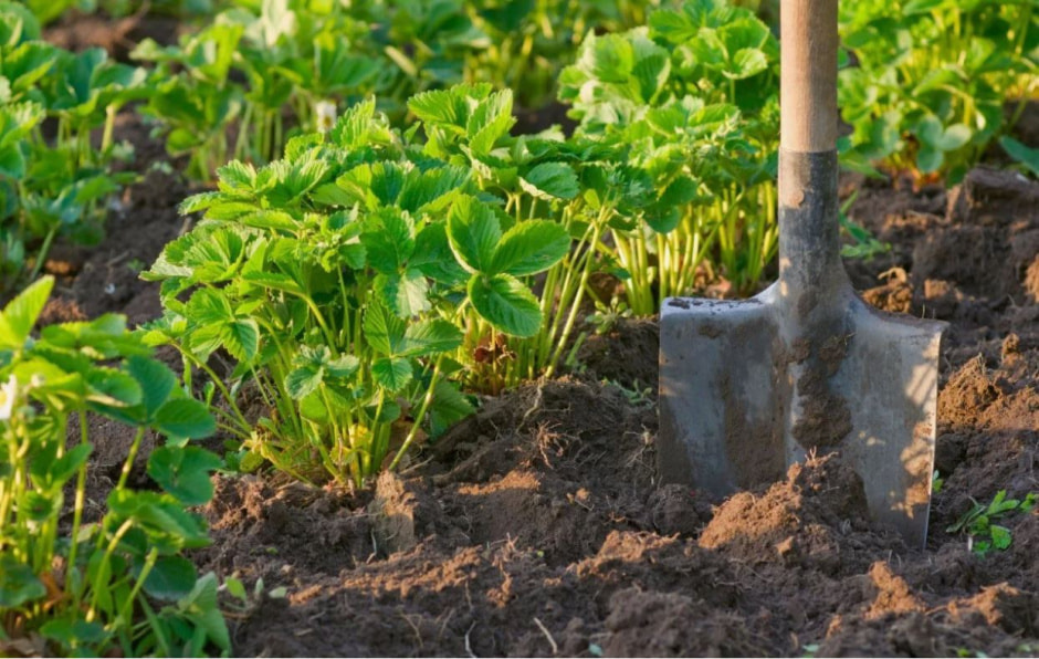 лопата дача земля.jpg