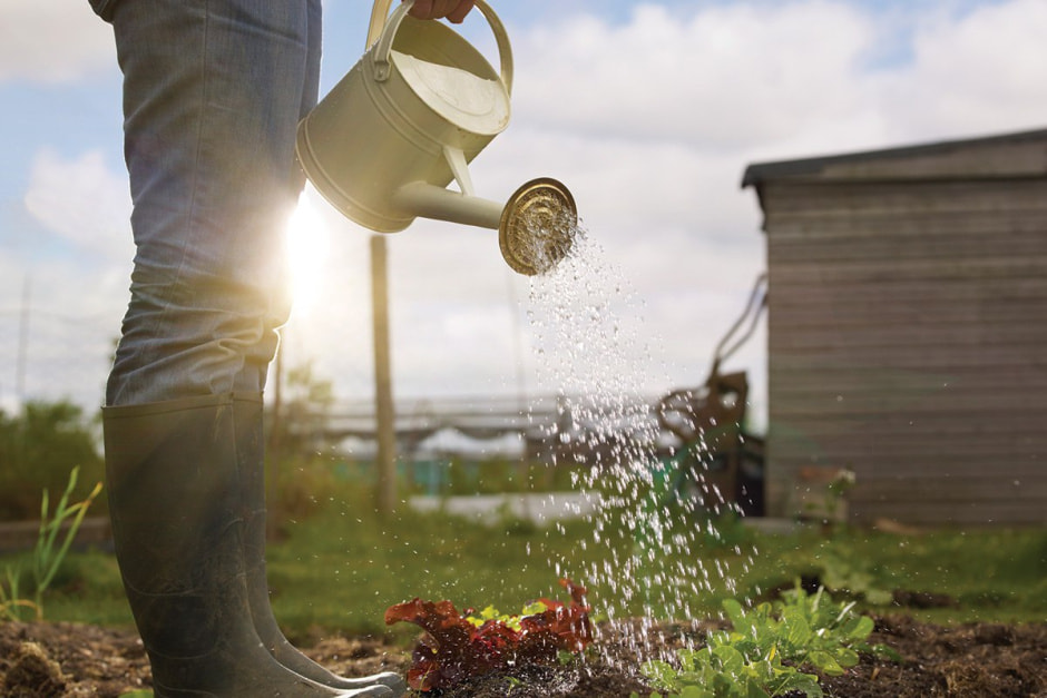 Грядки в жару