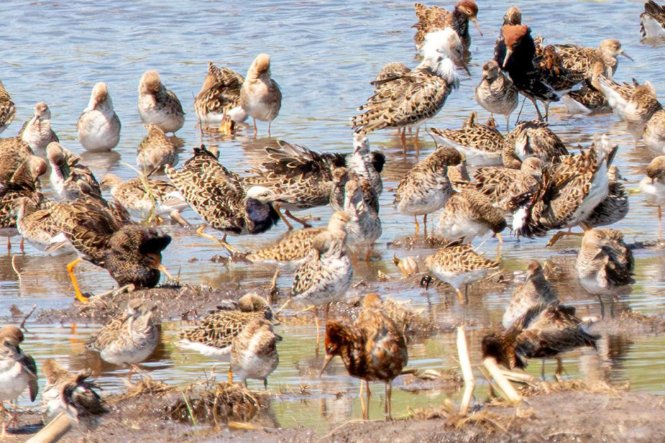 Турухтаны 4.png