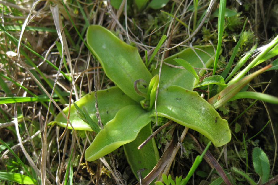 Хищные растения Беларуси 11.png