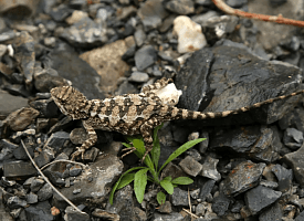 В горах Китая нашли новый вид 7-сантиметровой ящерицы с золотым языком