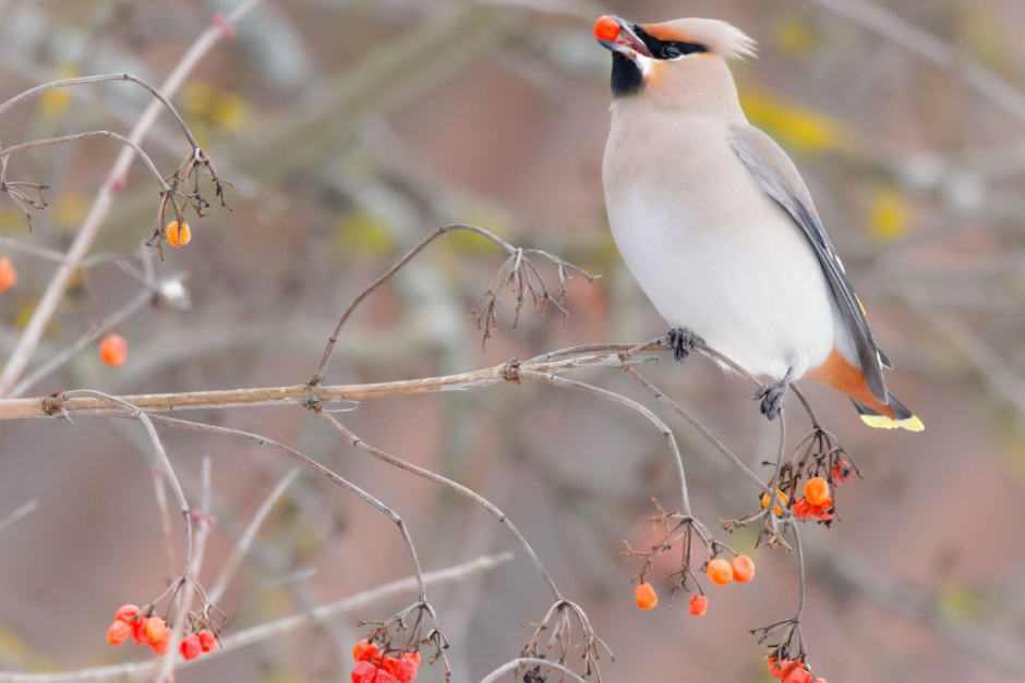 Свиристель 10.png