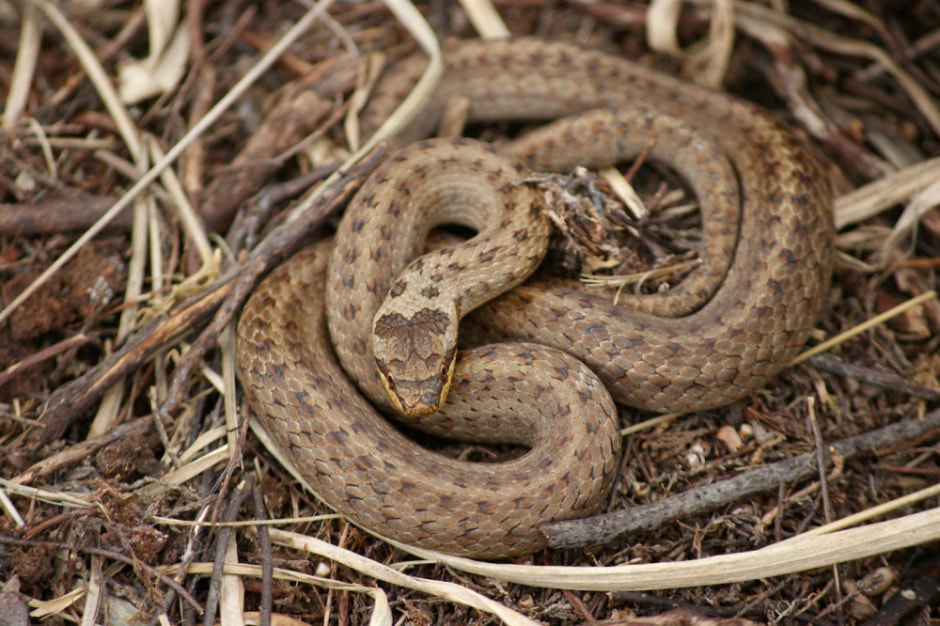 Белорусские змеи 11.jpg