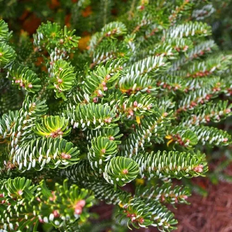 белая пихта.png