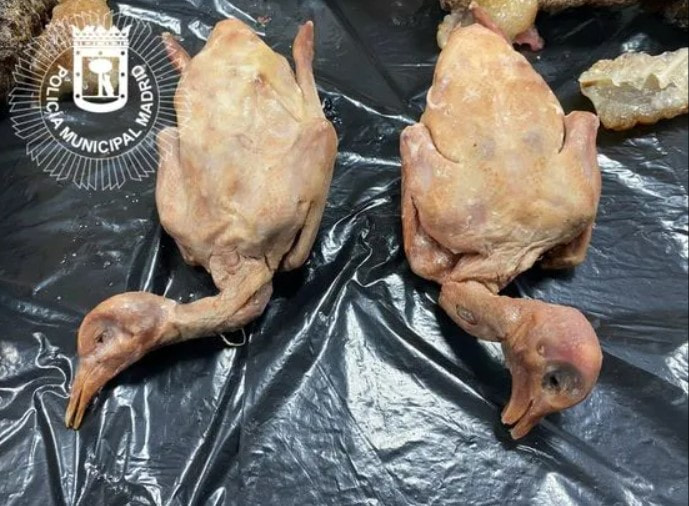 голуби.jpg голуби.jpg