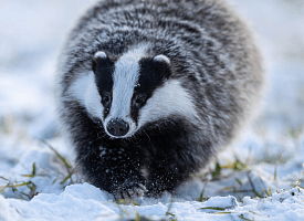 В «Беловежской пуще» новые охраняемые территории: места обитания барсука и мухоловки-белошейки