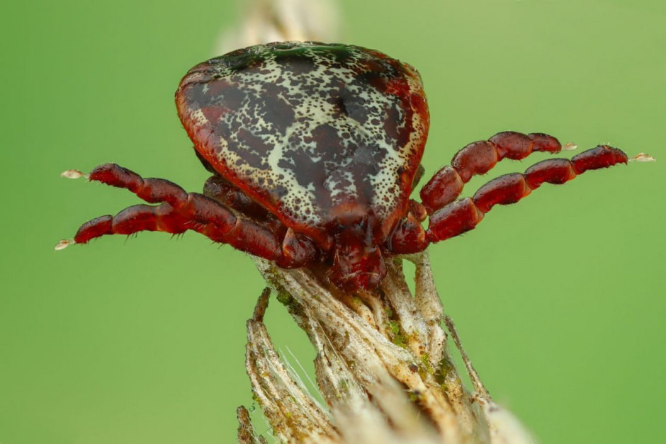 Кровопийцы атакуют 2.jpg