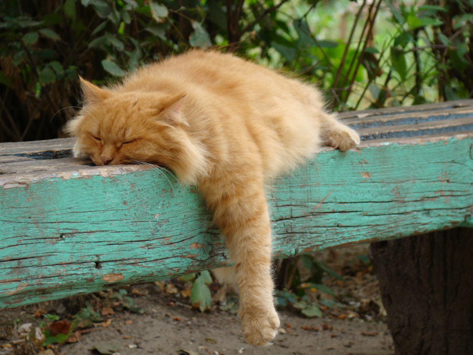 кот рыжий.jpg