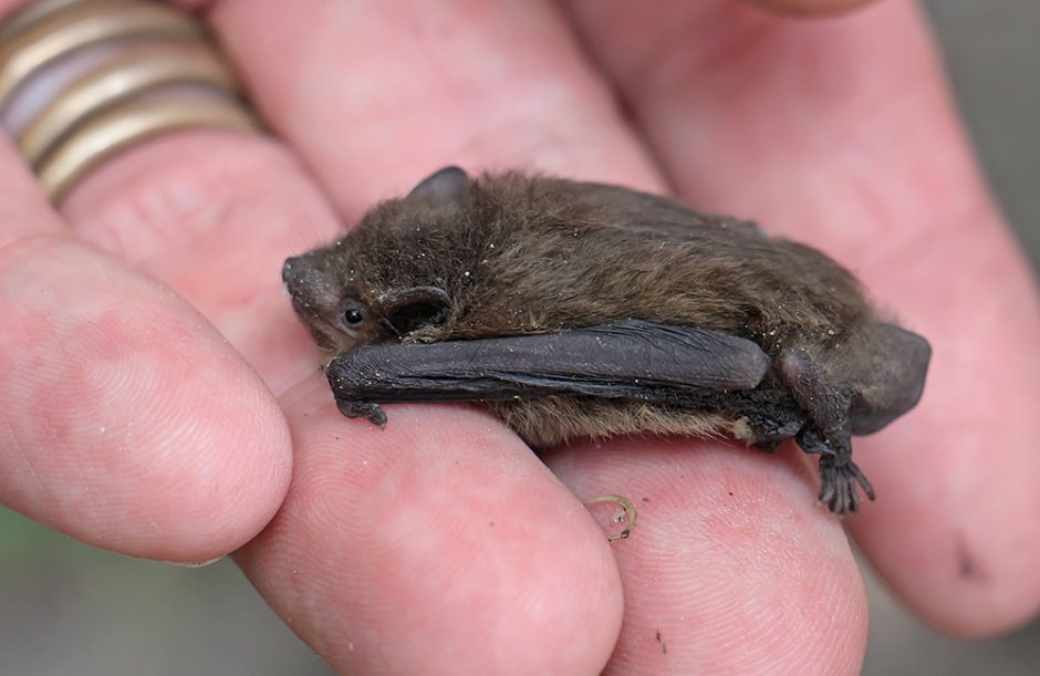 летучаямышь