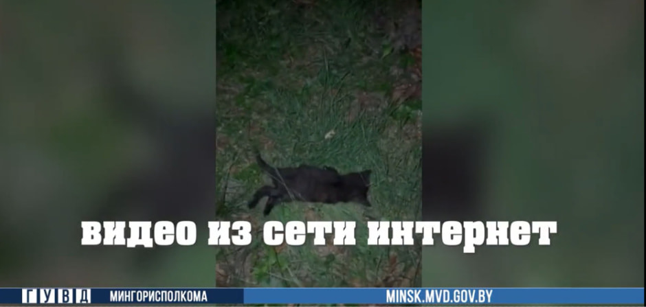 котенок убитый.jpg