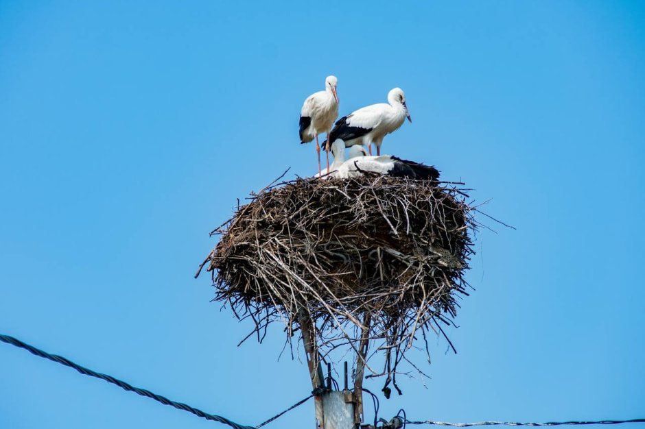 Аисты на Полесье.jpg Аисты на Полесье.jpg