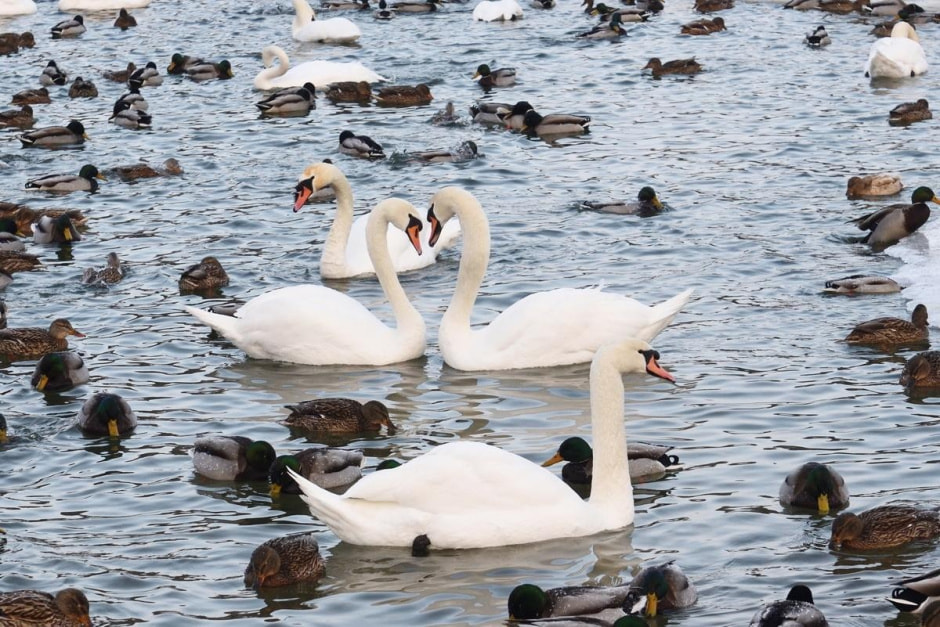 19-Лебеди и утки.jpg