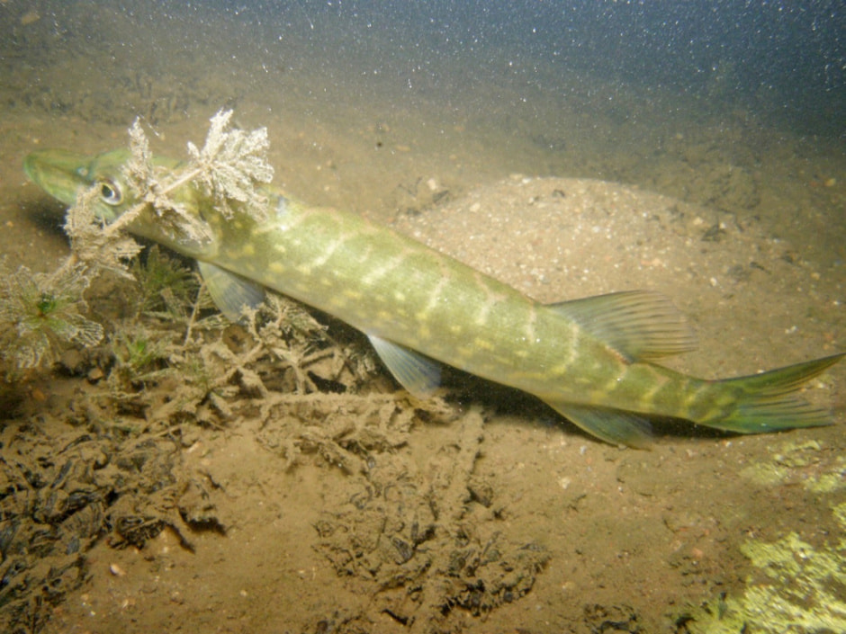 Белорусский дайвер и подводный фотограф 7.jpg